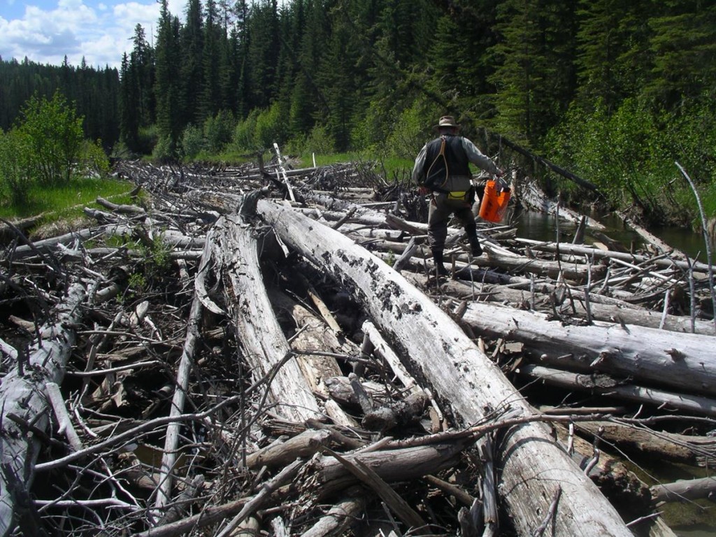 Log Jam Update - Freshwater Conservation Canada - Northern Lights Fly ...
