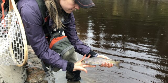 Arctic Grayling Research Project